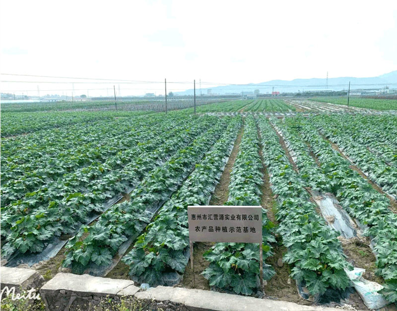 蔬菜种植基地