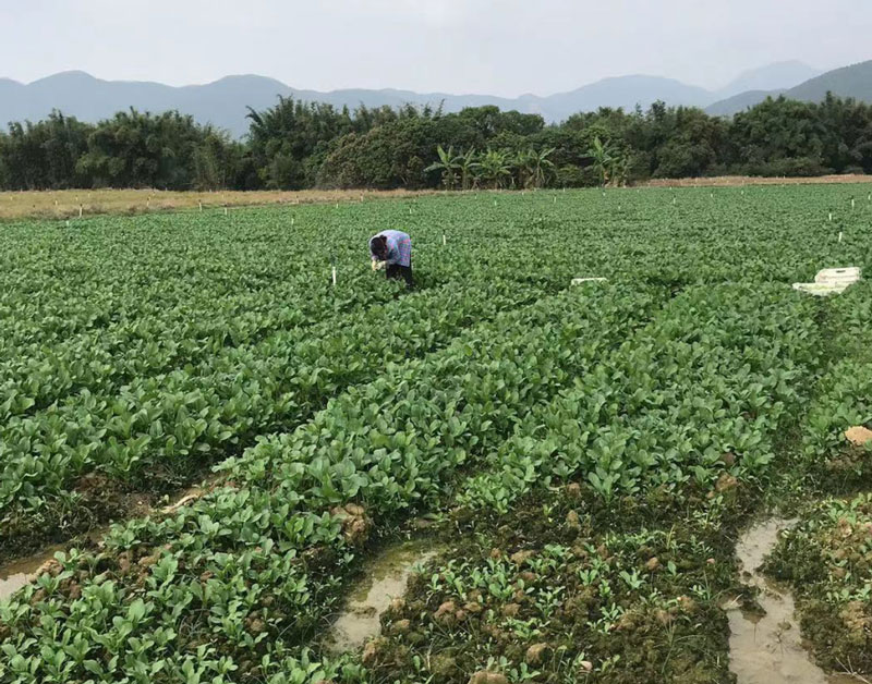 蔬菜种植基地4.jpg