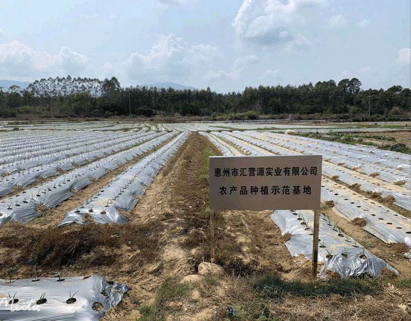 蔬菜种植基地
