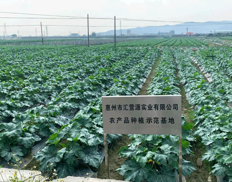 蔬菜种植基地3.jpg